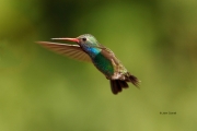 Broad-billed-Hummingbird;Cynanthus-latirostris;Flying-Bird;Hummingbird;One;actio
